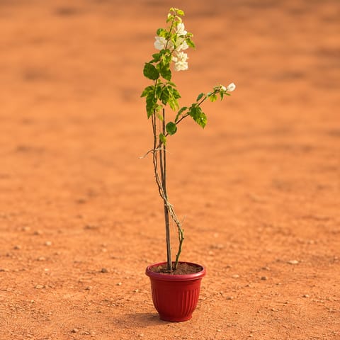 Bougainvillea White in 10 Inch Terracotta Red Olive Plastic Pot