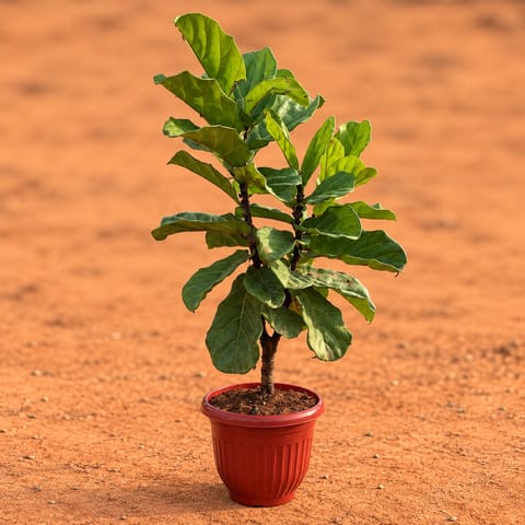 Fiddle Leaf Fig / Ficus Lyrata (~ 2 Ft) in 10 Inch Terracotta Red Olive Plastic Pot