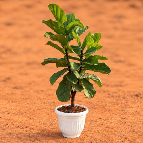 Fiddle Leaf Fig / Ficus Lyrata (~ 2 Ft) in 10 Inch White Olive Plastic Pot