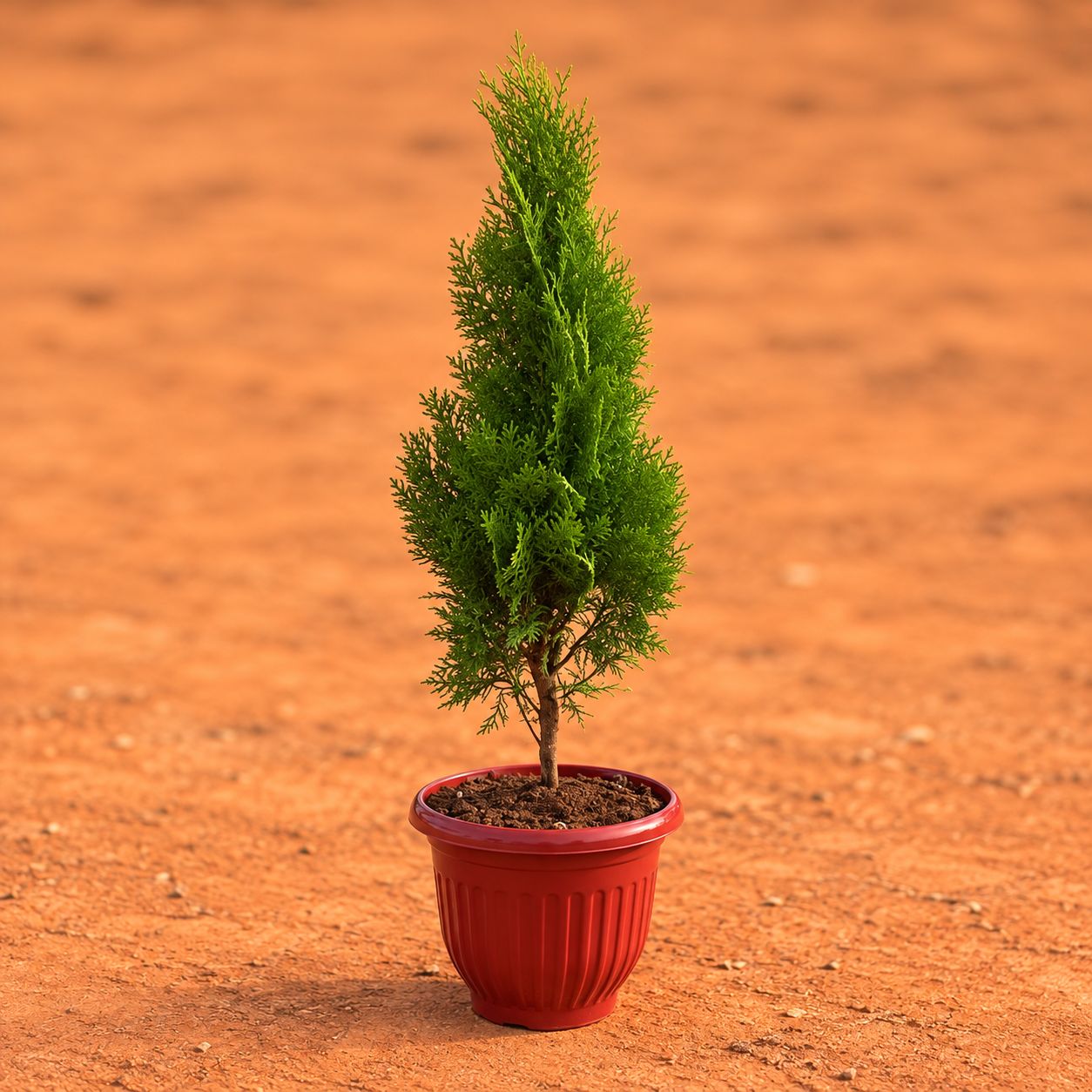 Vidya Morpankhi (~ 1.5 Ft) in 10 Inch Terracotta Red Olive Plastic Pot