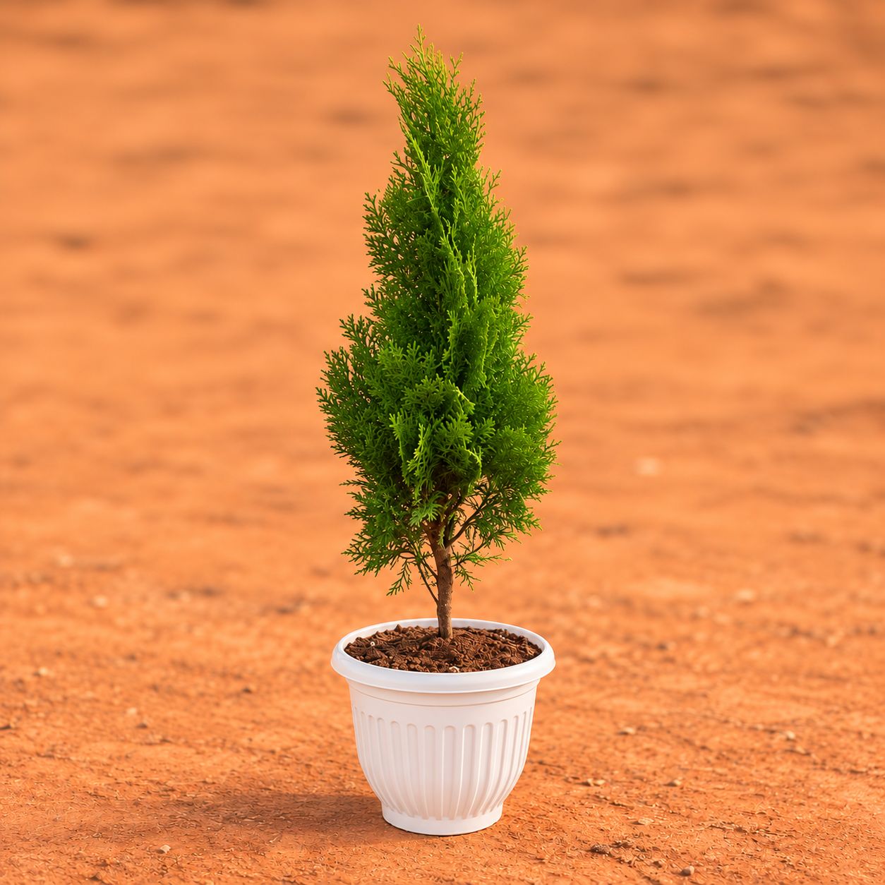Vidya Morpankhi (~ 1.5 Ft) in 10 Inch White Olive Plastic Pot