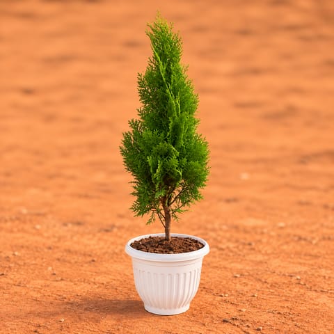 Vidya Morpankhi (~ 1.5 Ft) in 10 Inch White Olive Plastic Pot