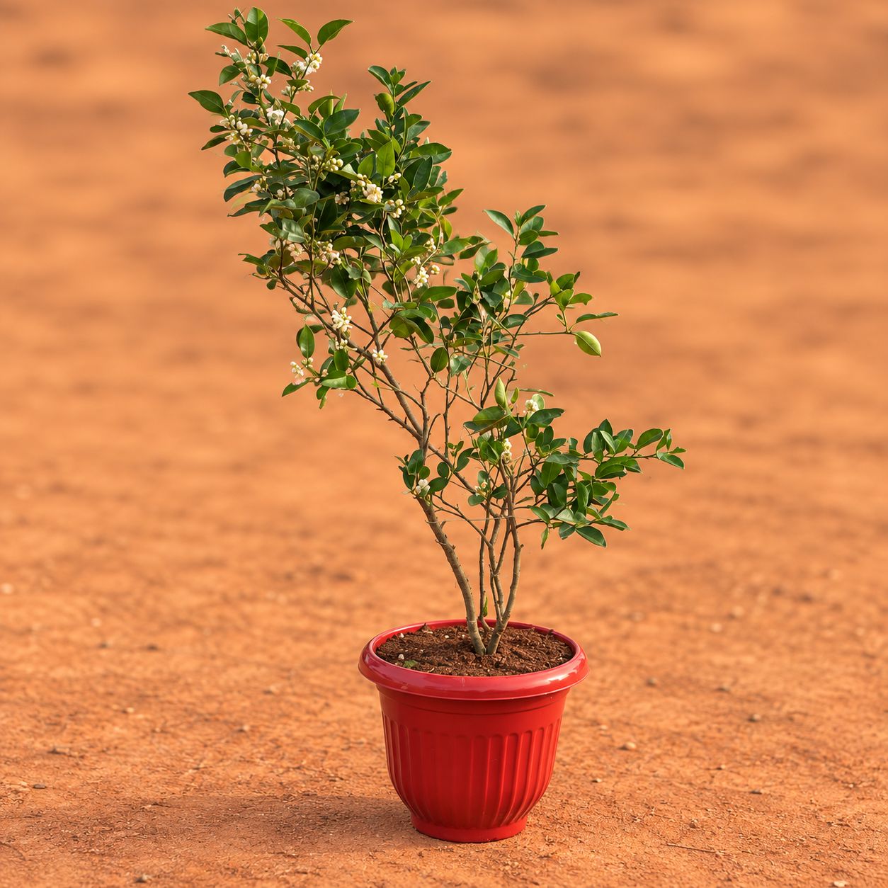 Large Fruiting Plant - Kagzi Lemon / Nimbu in 12 Inch Terracotta Red Olive Plastic Pot