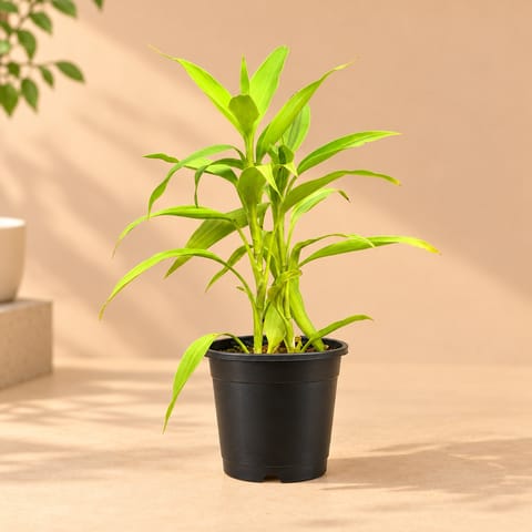 Indoor Plant - Lucky Bamboo in 6 Inch Nursery Pot