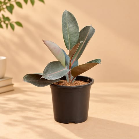 Rubber Plant in 4 Inch Nursery Pot
