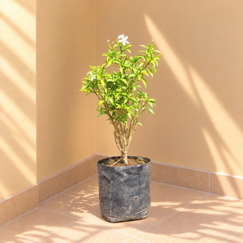 Chandni Dwarf in 5 Inch Nursery Bag