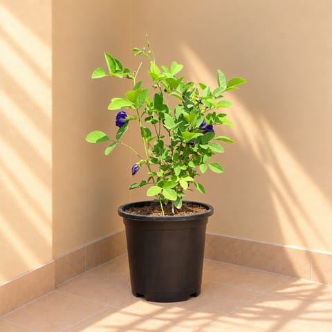 Aparajita / Asian Pigeonwings Blue in 8 Inch Black Nursery Pot