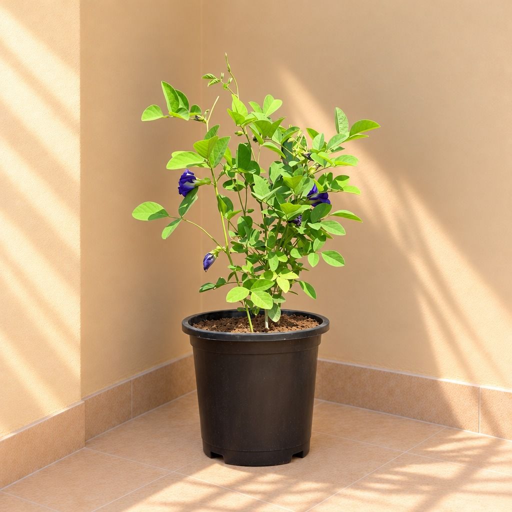 Aparajita / Asian Pigeonwings Blue in 8 Inch Black Nursery Pot