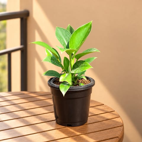 Air Purifying - Philodendron Birkin in 4 Inch Nursery Pot