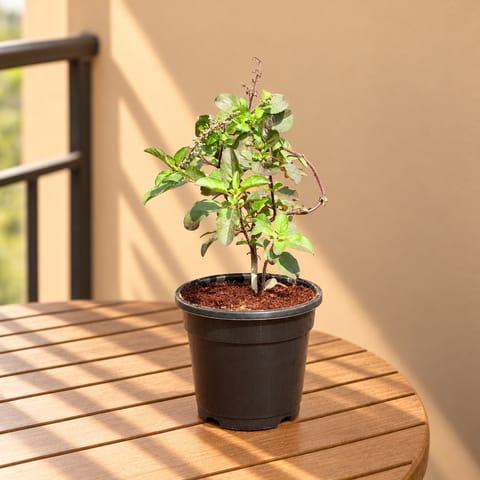 Shyama Tulsi in 6 Inch Nursery Pot