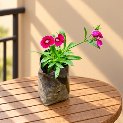 Dianthus (any colour) in 4 Inch Nursery Bag
