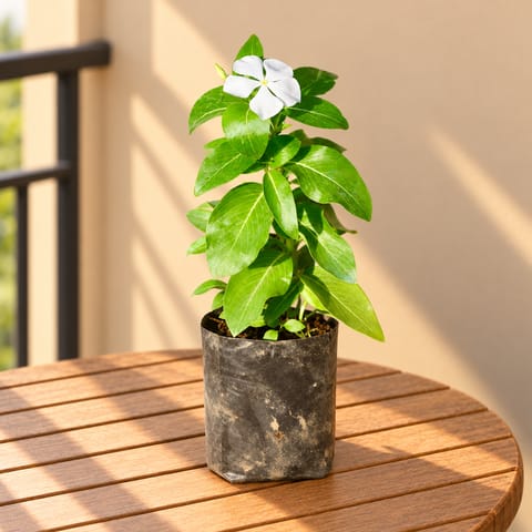 Periwinkle / Vinca / Sadabahar (Any Colour) in 4 Inch Nursery Bag