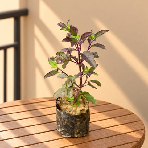 Shyama Tulsi in 3 Inch Nursery Bag