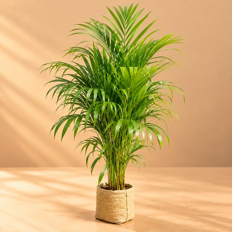 Areca Palm (~ 3 - 3.5 Ft) in 5 Inch Nursery Bag | Air Purifying | Home & Office Decor