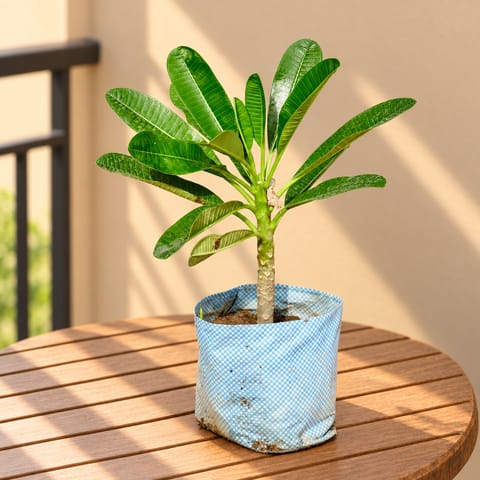 Champa / Plumeria (any colour) in 6 Inch Nursery Bag