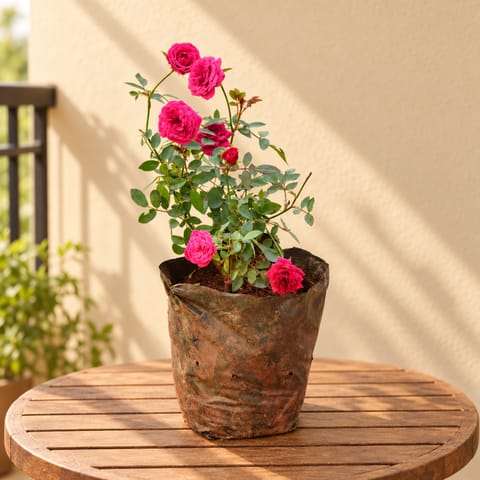 Rose Pink in 5 Inch Nursery Bag