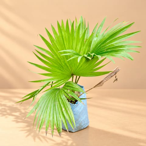 China / Fan Palm in 4 Inch Nursery Bag