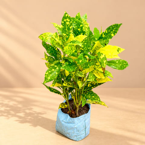 Air Purifying - Baby Croton in 4 Inch Nursery Bag