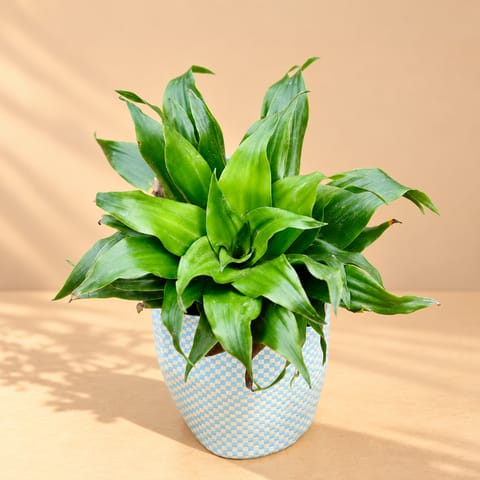 Dracaena Compacta in 4 Inch Nursery Bag