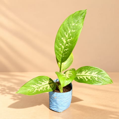 Dieffenbachia Seguine in 4 Inch Nursery Bag