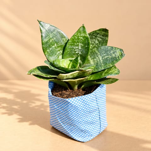 Snake Plant Green in 4 Inch Nursery Bag