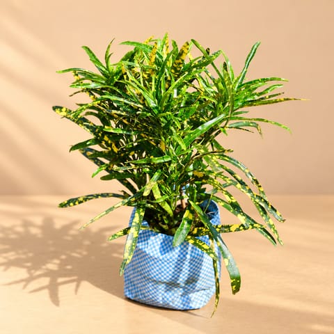 Chironji Croton in 4 Inch Nursery Bag
