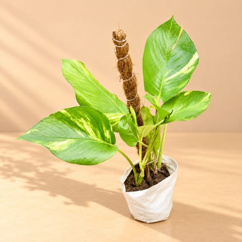 Money Plant Green With Moss Stick (~ 1 Ft) in 3 inch Nursery Bag