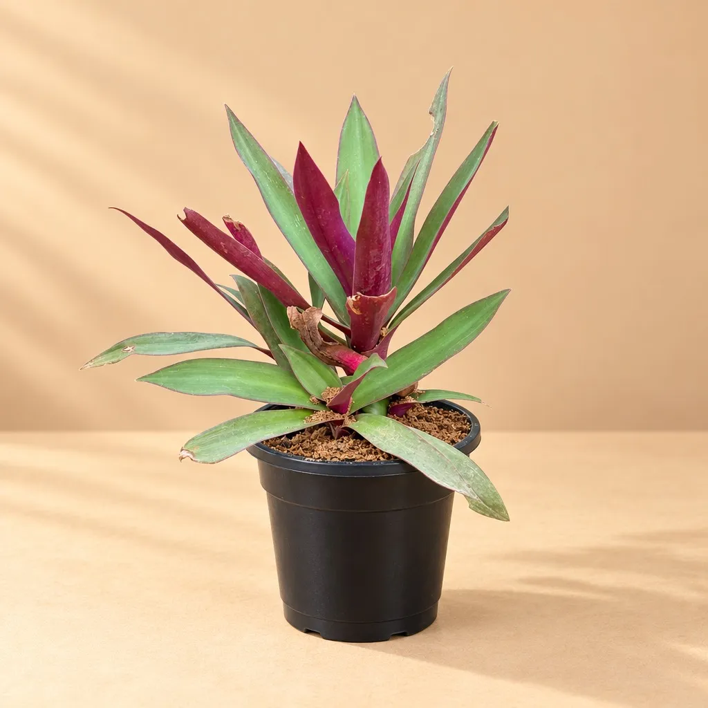 Rhoeo / Durangi in 6 Inch Nursery Pot