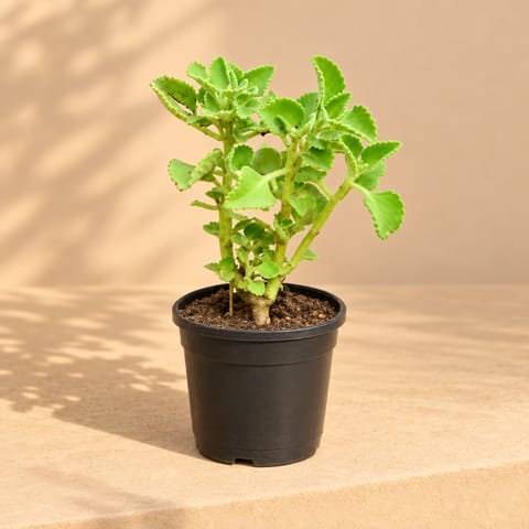 Ajwain Plant in 6 inch Nursery Pot
