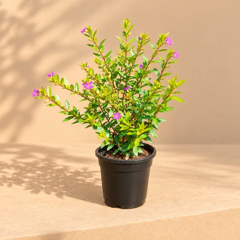 Cuphea (any colour) in 6 Inch Nursery Pot