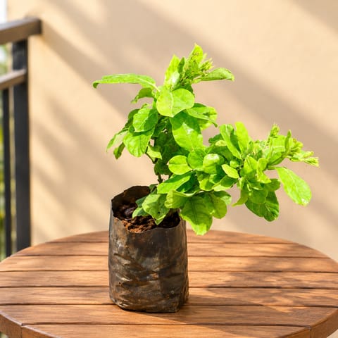 Allamanda (any colour) Pune in 6 Inch Nursery Bag