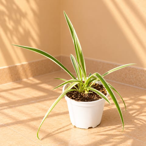 Spider in 4 Inch White Nursery Pot