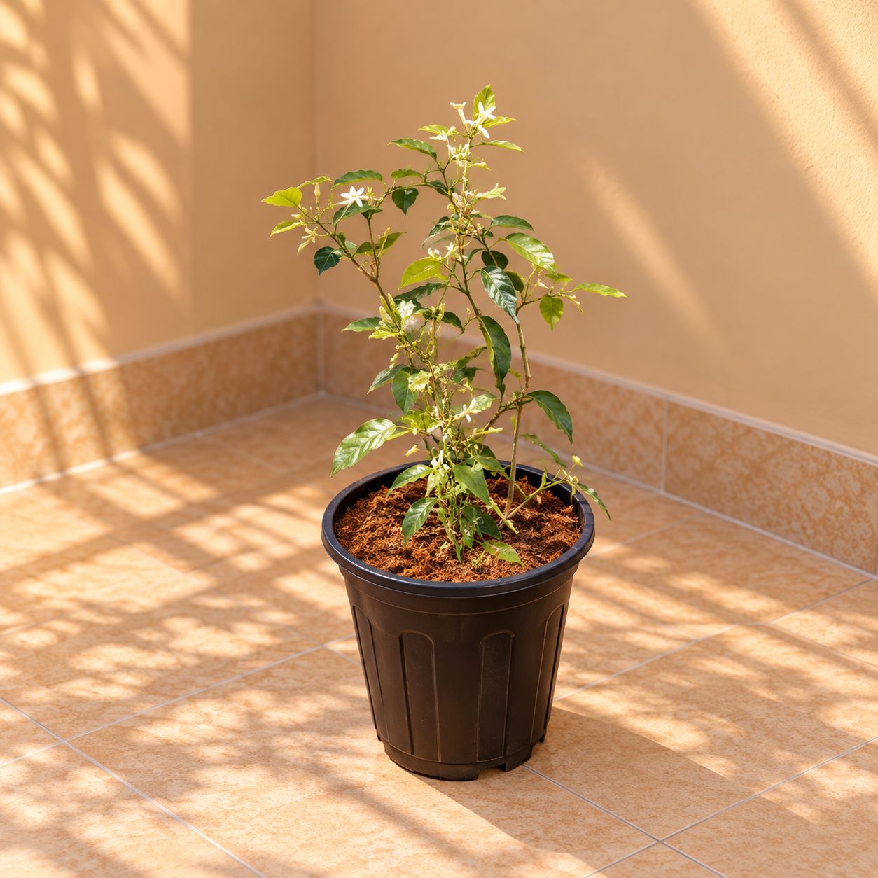 Kund Bel / Jasmine in 8 inch Black Super Nursery Pot