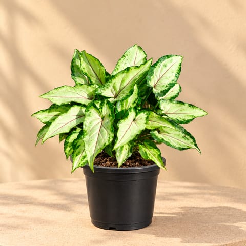 Syngonium Yammi in 6 Inch Nursery Pot