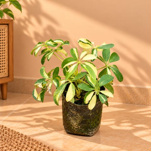 Schefflera Vareigated Mini / Brassia in 4 Inch Nursery Bag