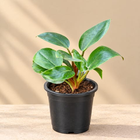 Philodendron Red in 4 Inch Nursery Pot