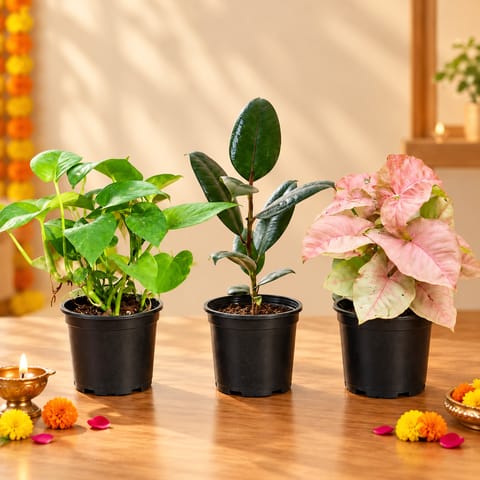 Beginner Friendly Plants Trio - Set of 3 - Money Plant Green, Rubber Plant & Syngonium Pink in 4 Inch Nursery Pots