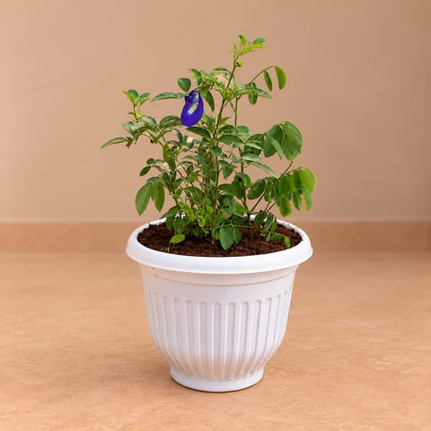 Large Aparajita / Asian Pigeonwings in 8 Inch White Olive Plastic Pot