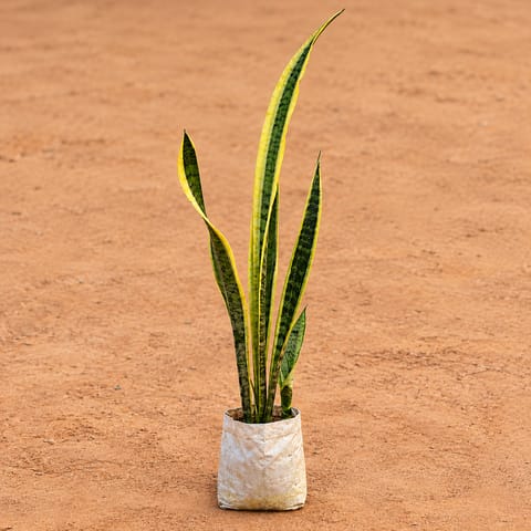 Snake Yellow Long (~1.5 Ft) in 6 Inch Nursery Bag