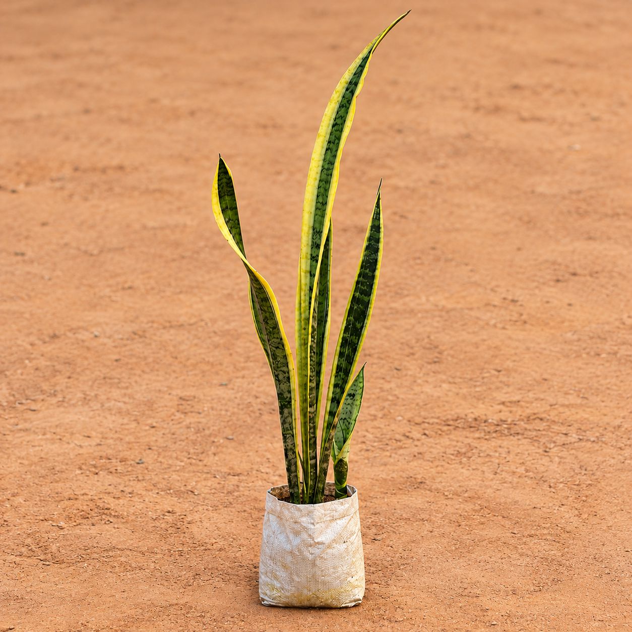 Snake Yellow Long (~1.5 Ft) in 6 Inch Nursery Bag