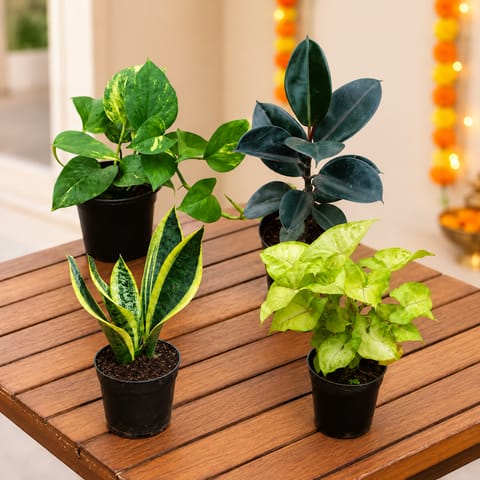 Low Maintenance Bestsellers: Money Plant Green, Rubber Black, Snake Plant Golden & Syngonium Yammi/White in 4 inch Nursery Pot