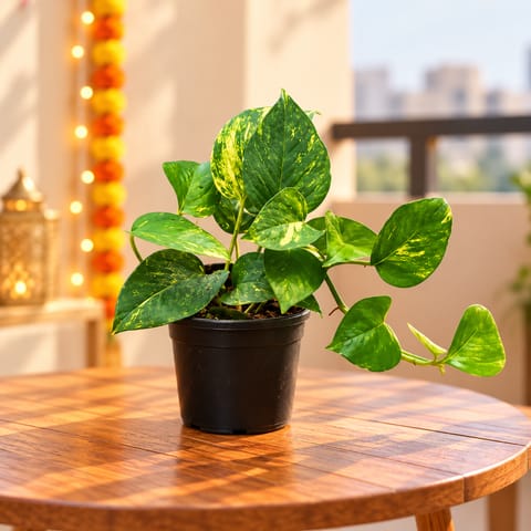 Beginner Friendly - Money Plant Green in 4 Inch Nursery Pot