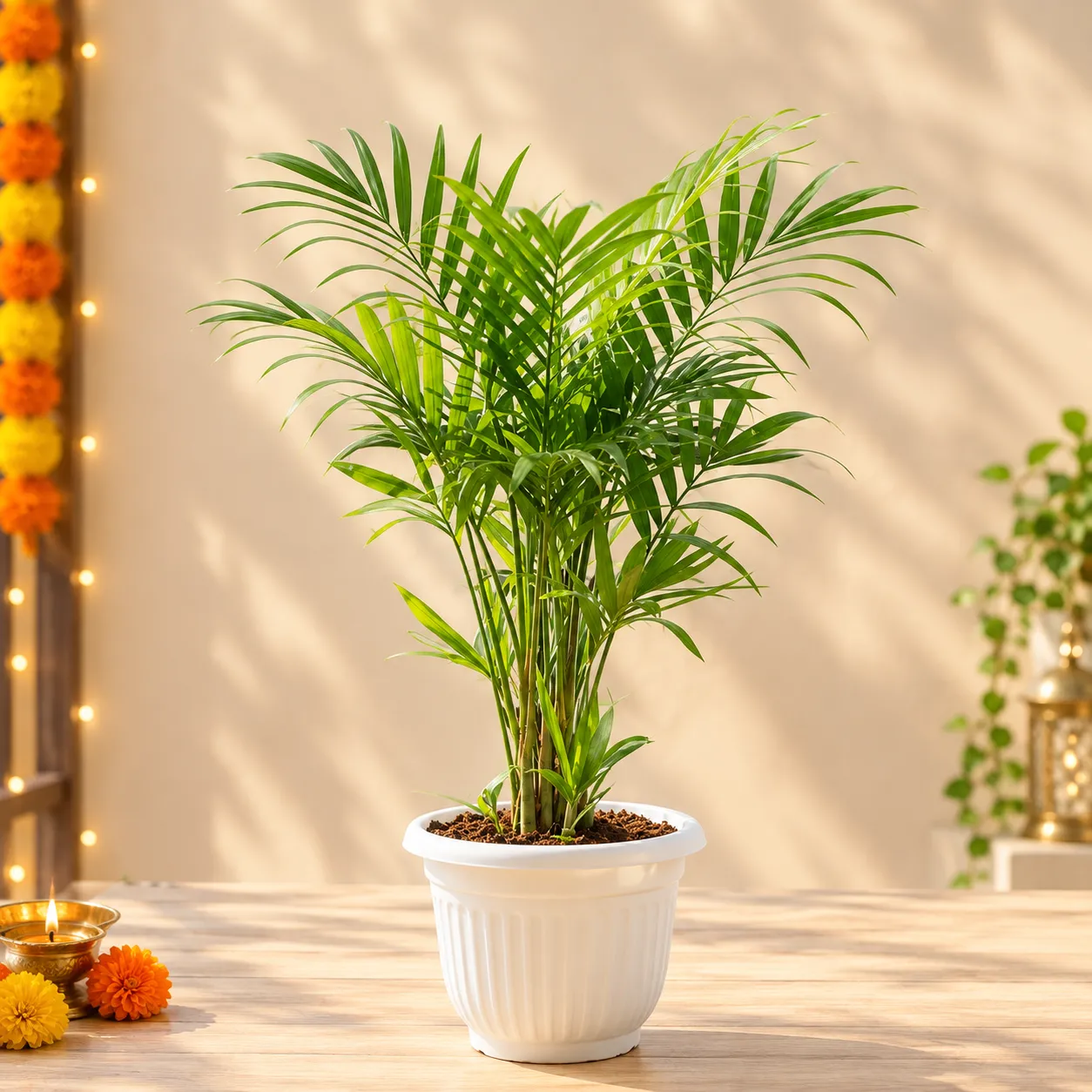 Bamboo Palm (~ 2 Ft) in 10 Inch White Olive Plastic Pot