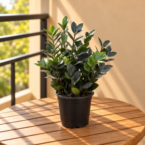 Zz Black in 8 Inch Nursery Pot