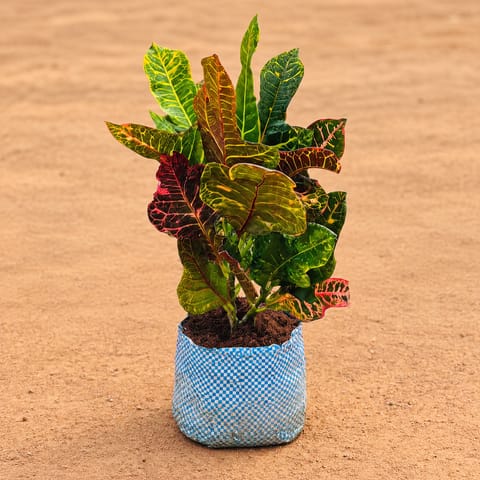 Croton Petra in 4 Inch Nursery Bag