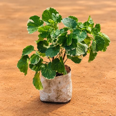 Aralia apple leaf / Dinner Plate in 4 Inch Nursery Bag