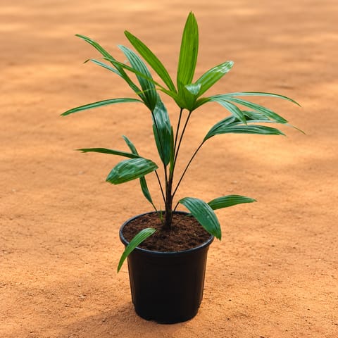Raphis Palm in 6 inch Nursery Pot