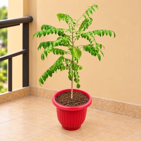 Curry Patta (1 Ft) in 8 Inch Red Terracotta Olive Plastic Pot