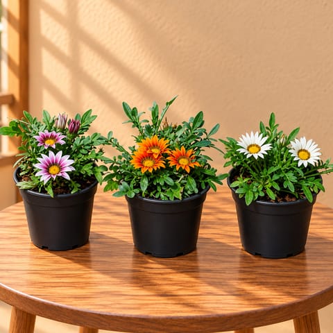 Set of 3 - Gazania (Any Colour)  in 4 Inch Nursery Pot
