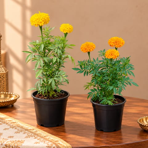 Marigold Bloom Duo - Set of 2  Marigold Plant in 4 Inch Nursery Pot | Festival Special